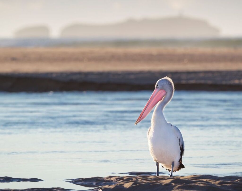 Moonee Beach - Coffs Coast Accommodation